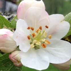 Close-up of white flower