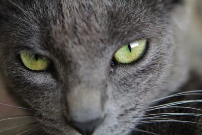 Close-up portrait of a cat