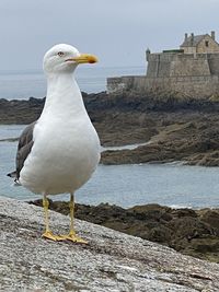 Seagull perching on rock