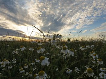 Plants growing on field against cloudy sky