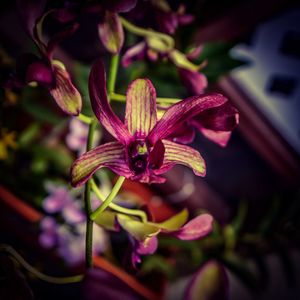 Close-up of flower blooming outdoors