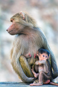 Lion sitting outdoors