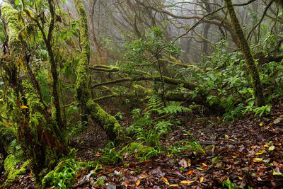 Trees in forest