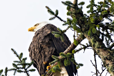 Low angle view of eagle perching on tree against clear sky