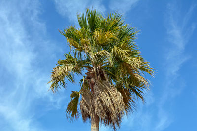 Low angle view of palm tree against blue sky