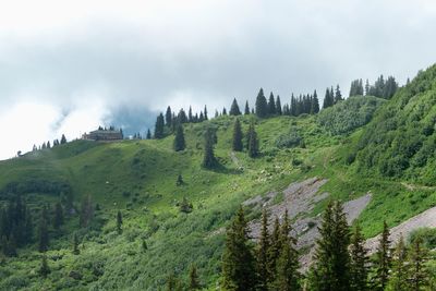 Panoramic shot of trees on landscape against sky