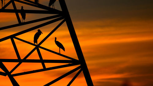 Low angle view of bird perching on orange sky