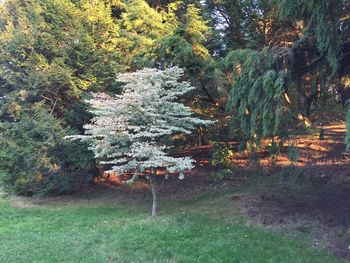 Trees growing in garden