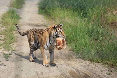 Full length of a cat