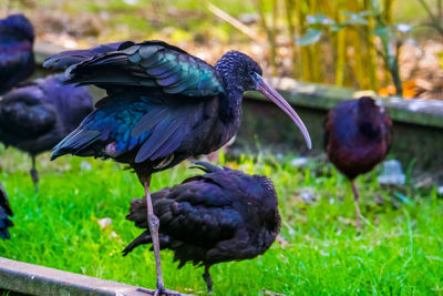 Close-up of birds on field