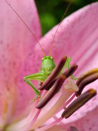 Close-up of insect on pink flower