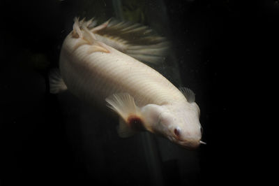 Close-up of fish swimming in sea