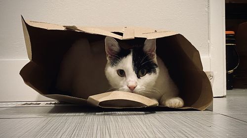 Cat lying on floor