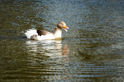 Duck swimming in a lake