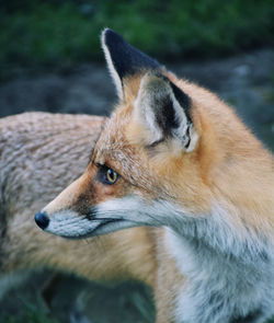 Close-up of a fox  looking away