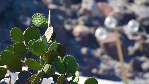 Close-up of succulent plant