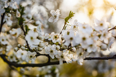 Close-up of white cherry blossom tree