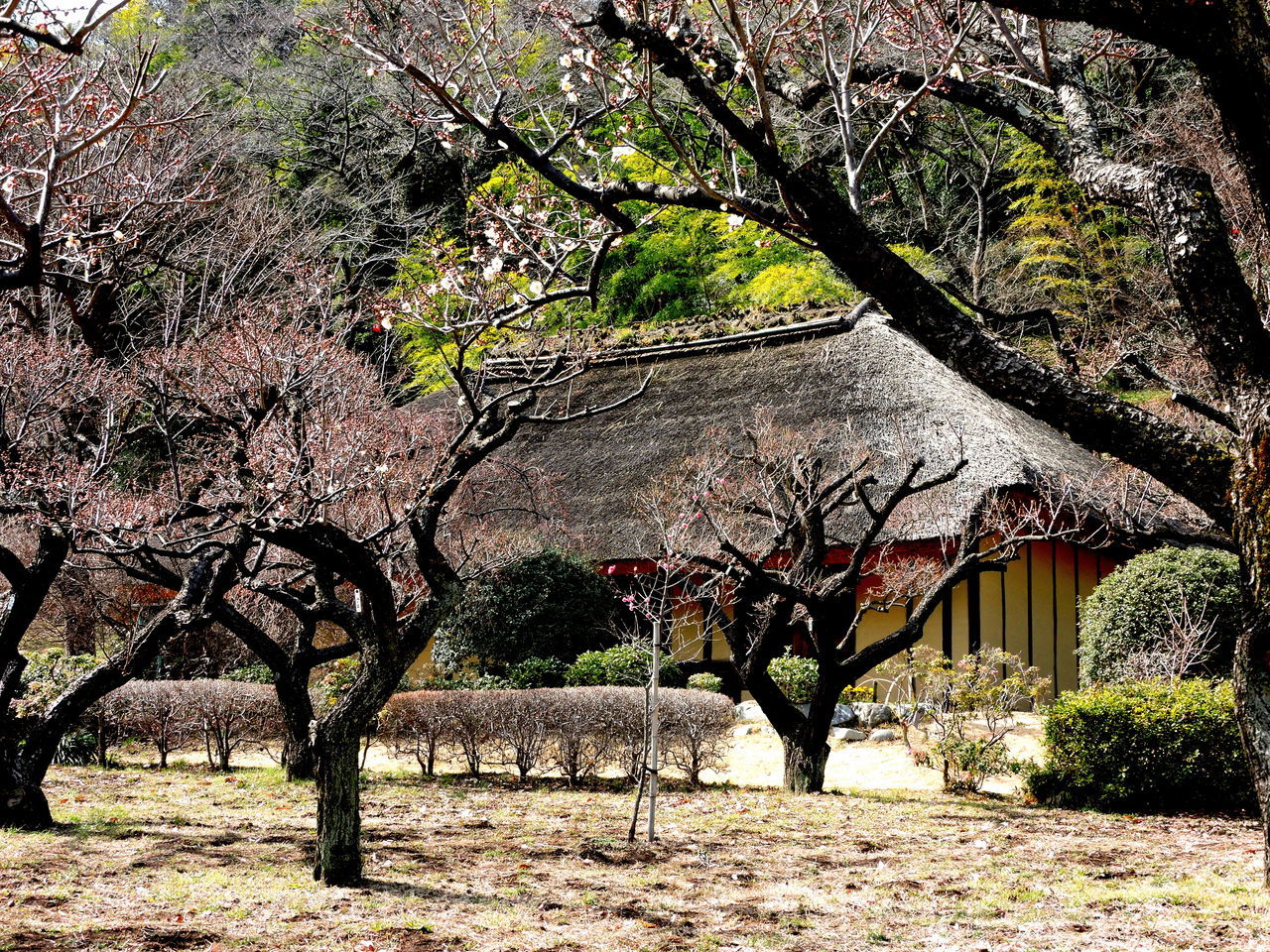 Rural Japan