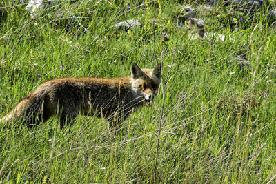 Portrait of a fox on field