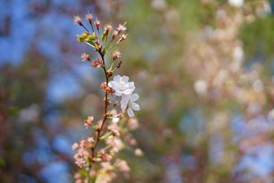 Close-up of white cherry blossoms in spring