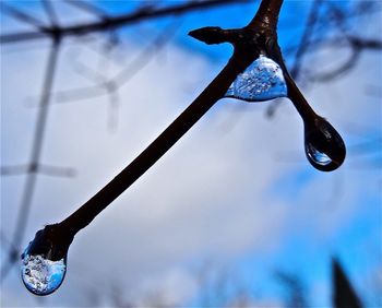 Close-up of tree against blurred background