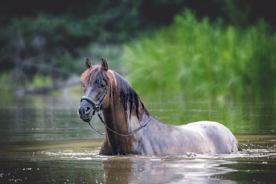 Close-up of horse standing in lake