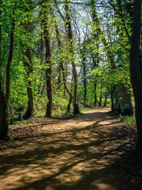 Road amidst trees in forest