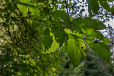Close-up of leaves on tree in forest