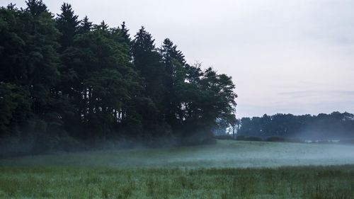 Trees on field against sky