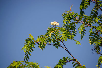 Low angle view of tree against clear blue sky