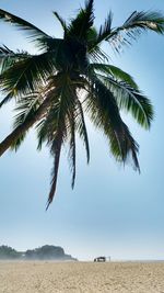 Palm trees against sky