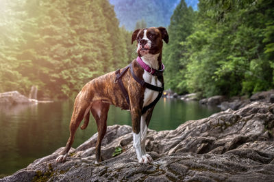 Dog standing on rock