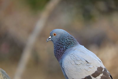 Side view portrait of young pigeon on the rock