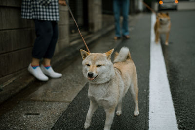 Low section of people holding japanese akita dogs on street