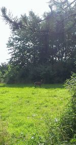 Scenic view of grassy field against sky