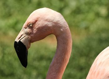 Close-up of bird