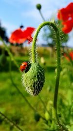 Close-up of insect on plant