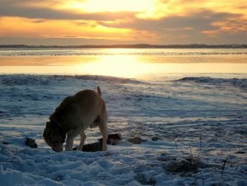Dog standing on beach at sunset