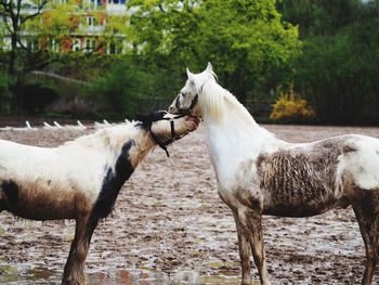 Horse in pasture