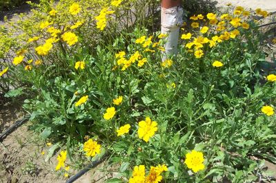 Low section of yellow flowers blooming on field