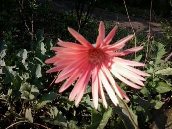 Close-up of red flower