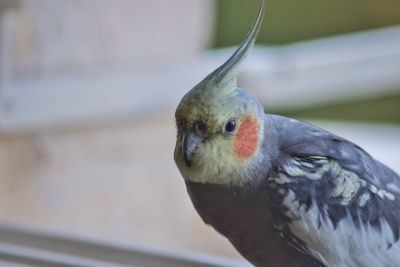 Close-up of parrot