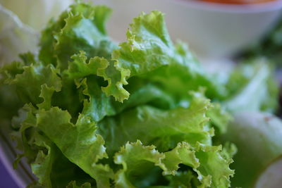 Close-up of green leaves