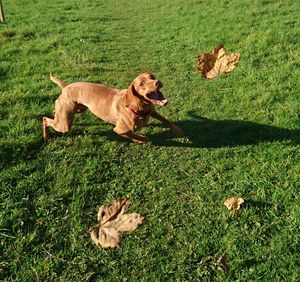High angle view of playful dog running on field during autumn