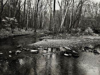 Trees in water