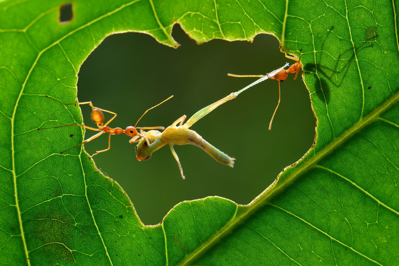 CLOSE-UP OF INSECT ON PLANT