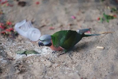 High angle view of parrot on field