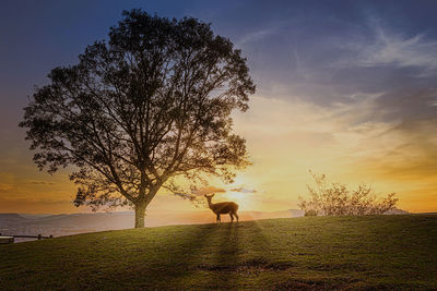 View of tree on field against sky during sunset