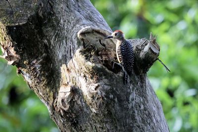 Close-up of bird on tree