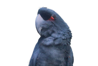 Close-up of pigeon over white background